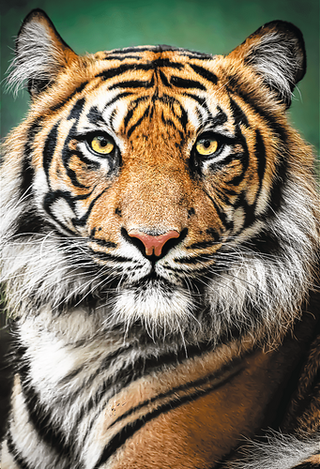 Puzzle: Puzzle Tygří portrét 1500 dílků