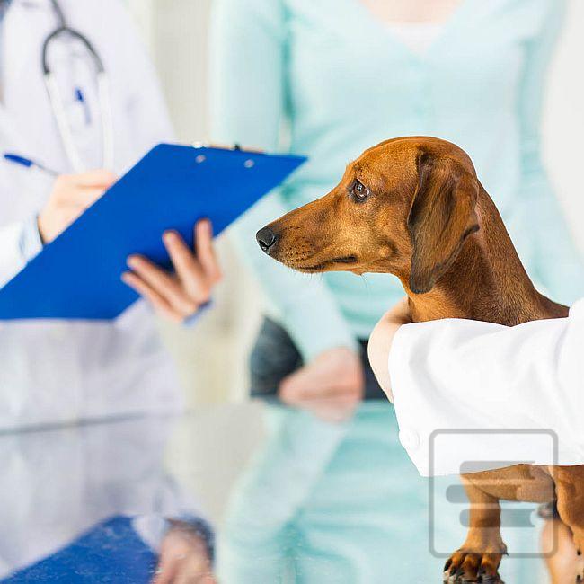 Knihy v kategórii Veterinárstvo (26)