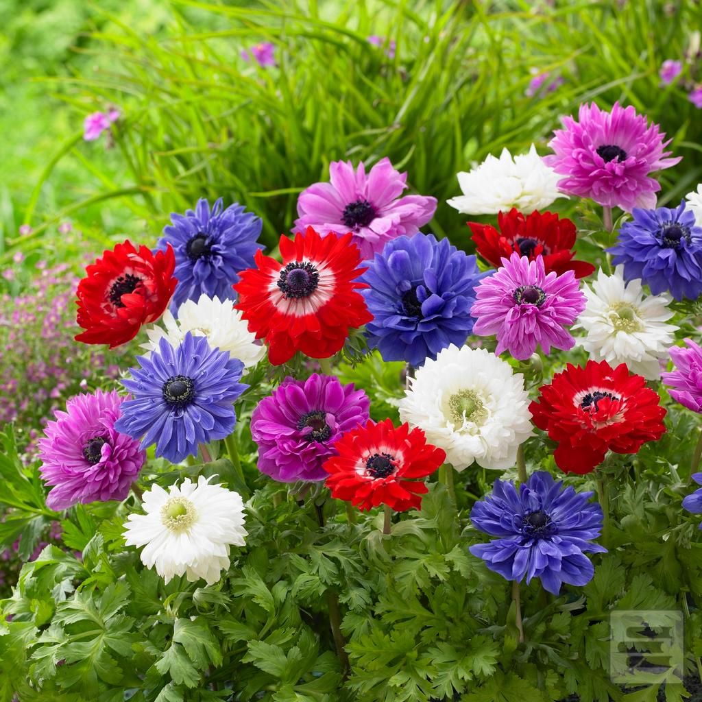 Článok: 21. jún - Medzinárodný deň kvetov