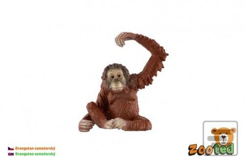 Orangutan sumaterský zoo…