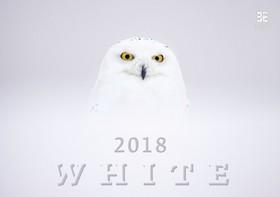 Kalendár nástenný: White - nástěnný kalendář 2018