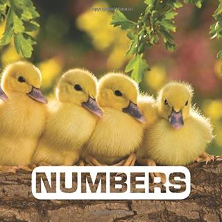 Kniha: Numbers - Judith Nouvian