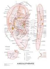 Kniha: Mapa - Aurikuloterapie - Radomír Růžička