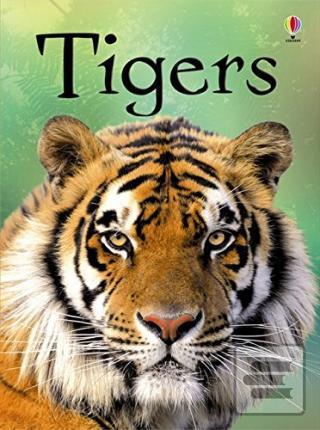 Beginners Tigers (James Maclaine)