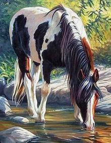 Doplnk. tovar: Diamantové malování Kůň v řece