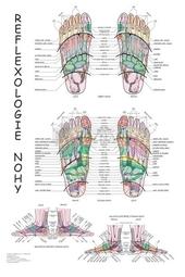 Kniha: Mapa - Reflexologie nohy - Radomír Růžička