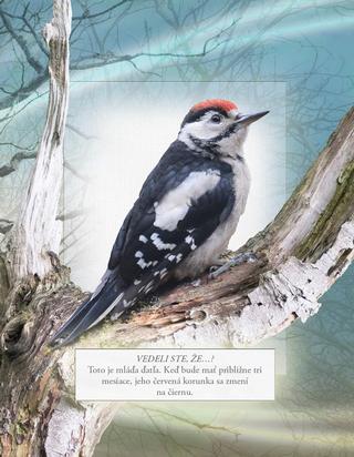 Ukážka z knihy Vtáky našich lesov  -  Autorsky chránený materiál © Albatros Media