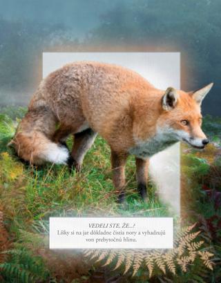 Ukážka z knihy Zvieratá našich lesov  -  Autorsky chránený materiál © Albatros Media