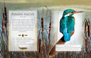 Ukážka z knihy Vtáky volnej prírody - Autorsky chránený materiál © Albatros Media