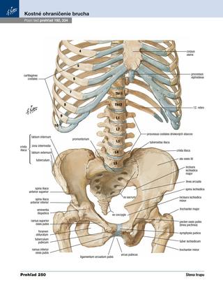 Ukážka z knihy Netterov anatomický atlas človeka  -  Autorsky chránený materiál © Albatros Media