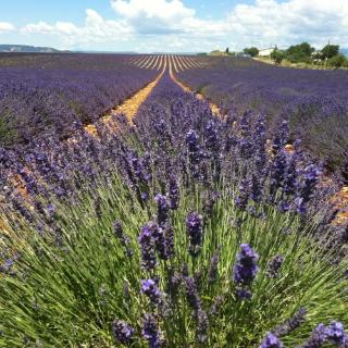 Séria kníh: Provence