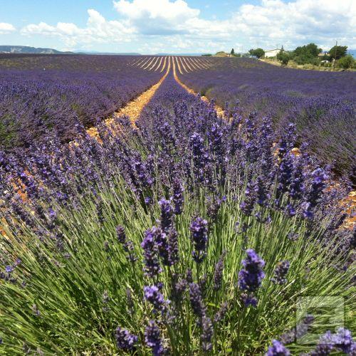 Séria kníh: Provence