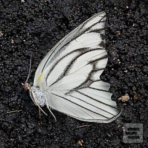 Séria kníh: Sběratel