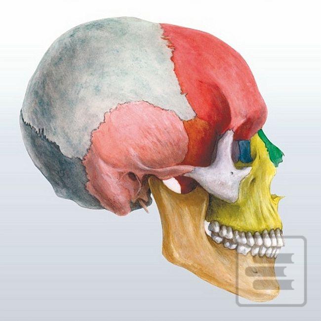 Séria kníh: Anatomie