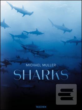 Sharks (Arty Nelson; Alison Kock; Philippe Cousteau; Michael Muller)