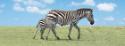 Ostatné: Záložka Úžaska Zebra s mládětem