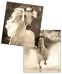 Kalendár: Horses Dreaming 2014 - nástěnný kalendář - Exclusive Edition - Anna Reinbergerová
