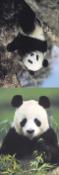 Ostatné: MZ 879 Medvídek panda - Magnetická záložka