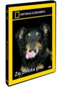 Médium DVD: Ze života psů - National Geographic
